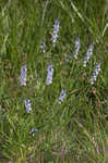 Narrowleaf vervain